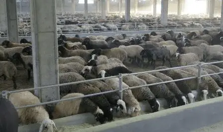 مجوز دامداری‌های روستایی از درگاه ملی رایگان شد؛ فرصت طلایی برای دامداران غیرصنعتی