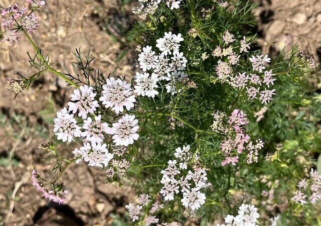 گشنیز؛ طلایه‌دار اقتصادی دیم‌زارهای آذربایجان شرقی با برداشت شگفت‌انگیز