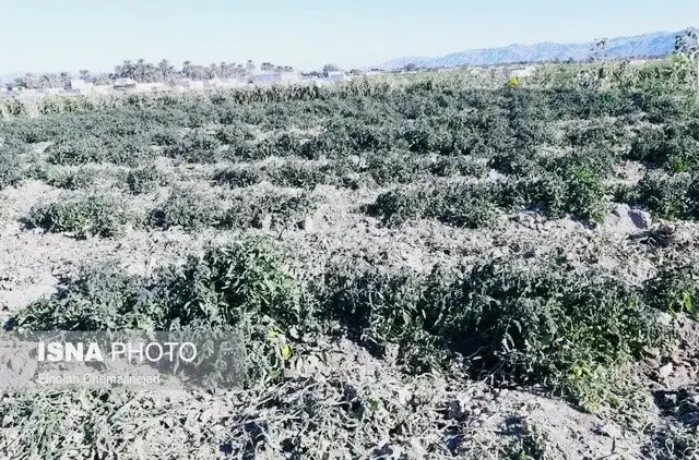 خسارت‌های سنگین به کشاورزی هرمزگان؛ ۳۷ گروه ارزیاب وارد عمل شدند