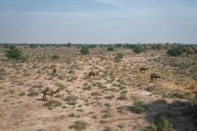 شتر ذبه؛ الماس نژاد بومی که بحران آب بوشهر را مهار می‌کند!