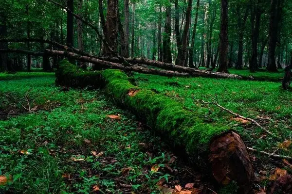 استقرار ۳ دوربین دیدبلند در جنگل‌های گیلان؛ ضربه‌ای جدی به قاچاقچیان چوب!