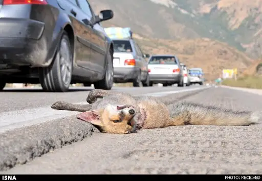 هشدار جدی محیط زیست البرز به رانندگان: حیات‌وحش در جاده‌های کوهستانی نزدیک‌تر شده‌اند!
