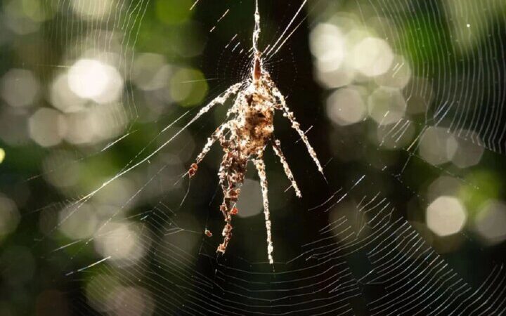 عنکبوت‌های جادوگر: وقتی نسخه جعلی خود را در تار می‌سازند!