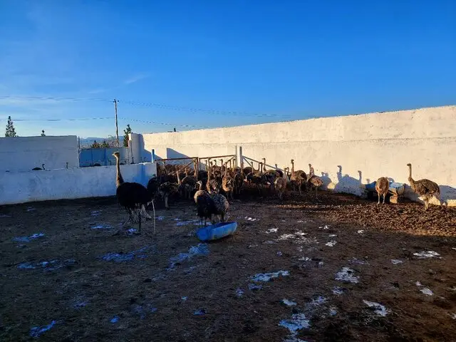 زندانیان خراسان جنوبی در بزرگ‌ترین مزرعه شترمرغ شرق کشور مشغول به کار شدند!