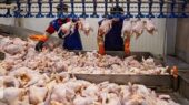 تولید مرغ در خراسان شمالی رکورد زد؛ ماه رمضان بدون نگرانی تأمین می‌شود!