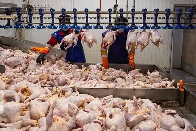 تولید مرغ در خراسان شمالی رکورد زد؛ ماه رمضان بدون نگرانی تأمین می‌شود!