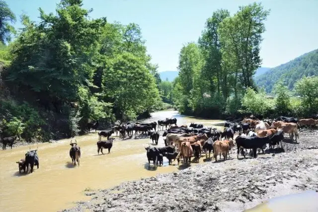 سوادکوه شمالی؛ پایتخت پنهان تولیدات دامی و زراعی با ۱۰ هزار بهره‌بردار فعال