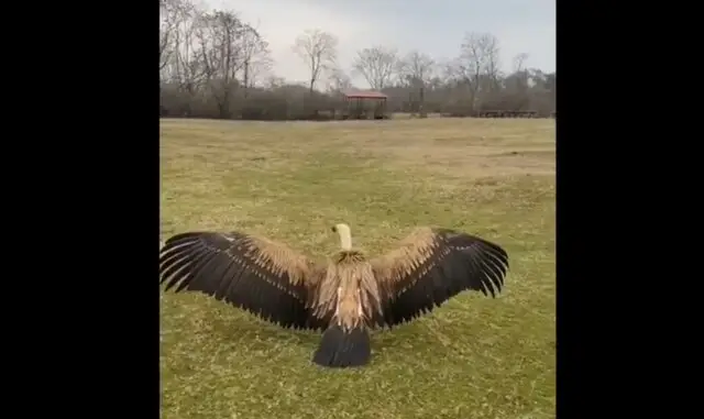 رهاسازی بهله کرکس نادر در لیسار؛ بازگشت قهرمان طبیعت به آغوش وحش + فیلم