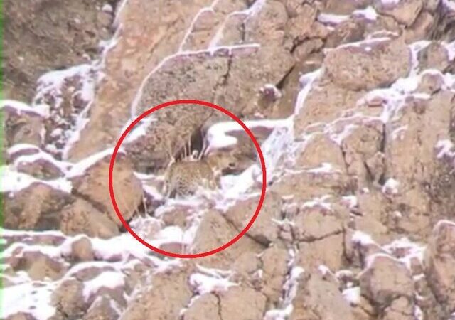 ثبت لحظه نادر دیدار با پلنگ ایرانی در قلب پارک ملی لار!