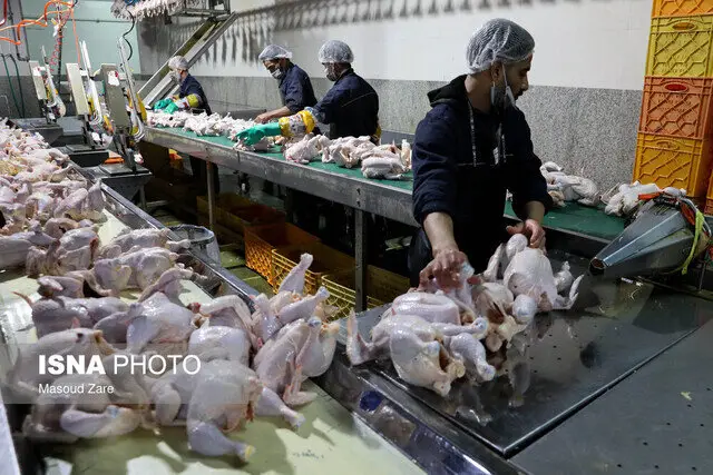 نهاده با نرخ مصوب عرضه نمی‌شود/ مرغ و تخم‌مرغ رمضان چه می‌شود؟