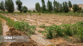 خسارت نجومی ۴۷۵۰ میلیارد تومانی سیل به کشاورزی سیستان و بلوچستان؛ چالش بزرگ پیش روی کشاورزان