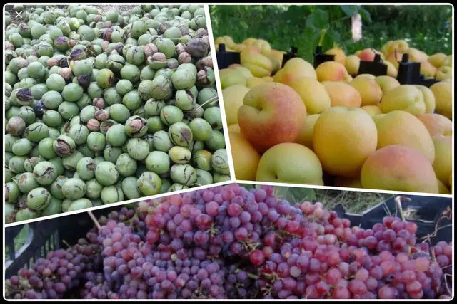 برداشت بی‌سابقه ۳۱۰۰ تن محصول از باغات بارور ایلام؛ گردو و انگور در صدر!