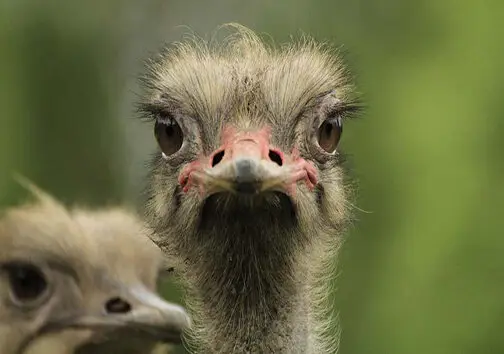 همدان؛ قطب نوظهور پرورش شترمرغ با برنامه‌های بزرگ صادراتی به عراق