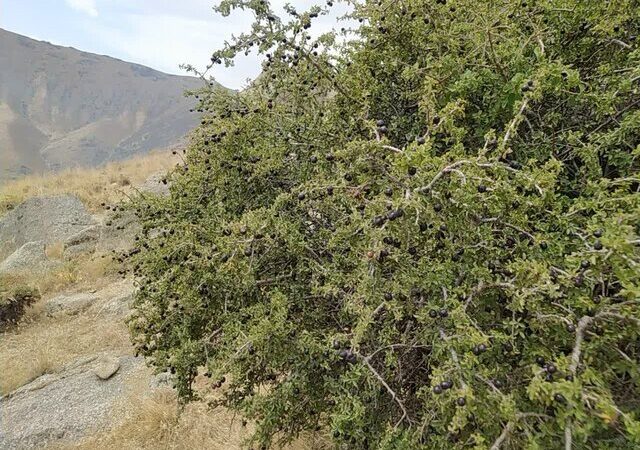 کشف زیبایی‌های بکر کوه کرکس: توسعه پسته و آلوی وحشی بومی اسدآباد