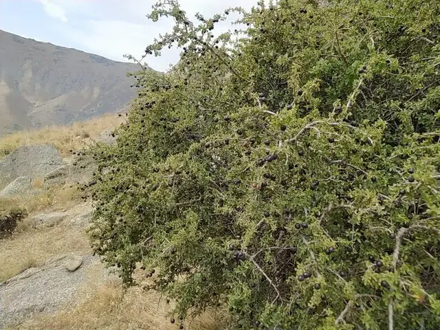 کشف زیبایی‌های بکر کوه کرکس: توسعه پسته و آلوی وحشی بومی اسدآباد