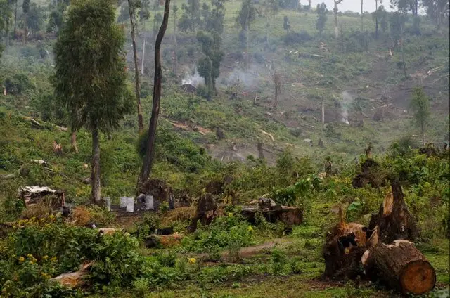 ابتکار شگفت‌انگیز دانشگاه آنتورپ برای نجات جنگل‌ها با زودپز برقی!