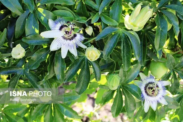 جنوب سیستان و بلوچستان به مرکز جدید پرورش گیاهان دارویی با بازده اقتصادی شگفت‌انگیز تبدیل شد!