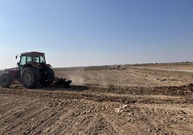 شروع مزرعه PVS گندم در سمنان برای کشف بهترین ارقام مقاوم و پربازده