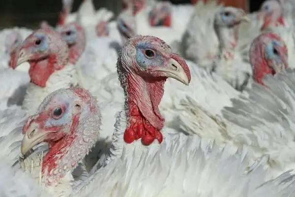 بهار در صدر تولید گوشت بوقلمون با ۳۴۲ تُن سالیانه؛ فرصتی طلایی برای سرمایه‌گذاری!