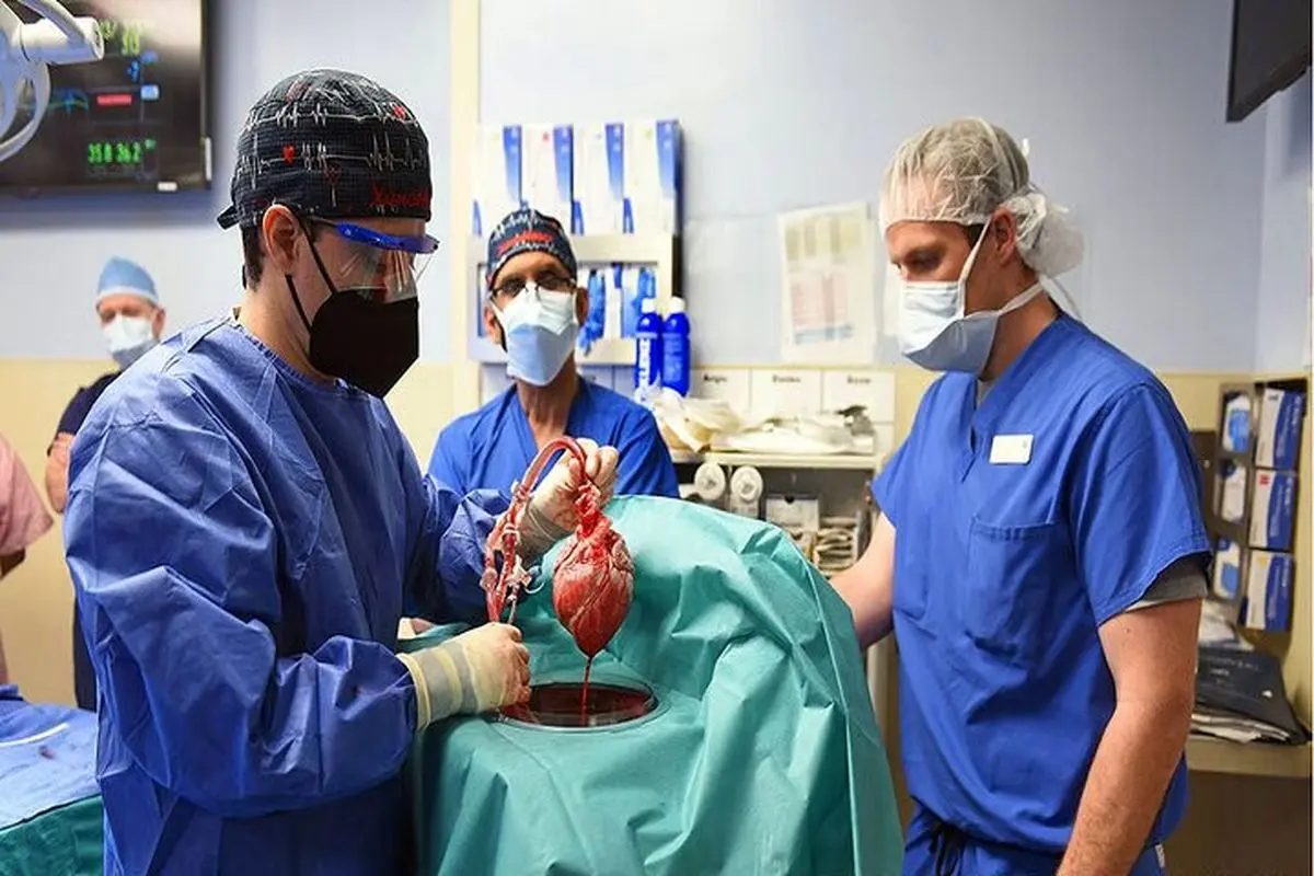 پیوند اندام خوک چگونه می‌تواند انقلاب پزشکی پیوند را رقم بزند؟