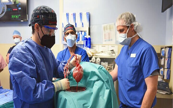 پیوند اندام خوک با ۱۰ تغییر ژنتیکی؛ انقلابی که می‌تواند آینده پیوند انسانی را متحول کند!