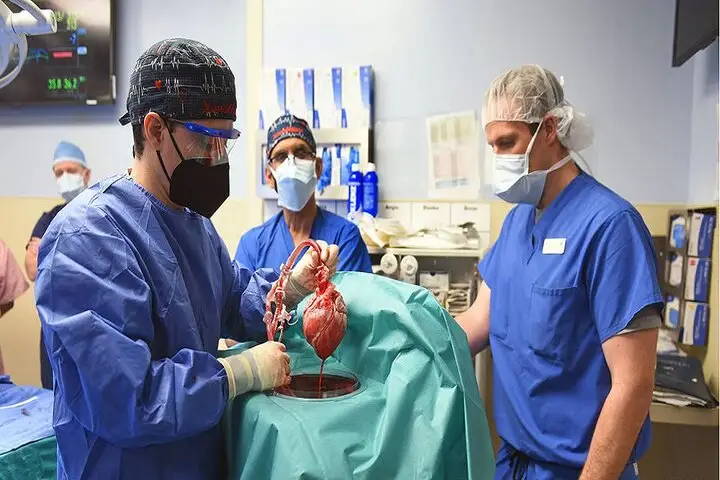 پیوند اندام خوک با ۱۰ تغییر ژنتیکی؛ انقلابی که می‌تواند آینده پیوند انسانی را متحول کند!