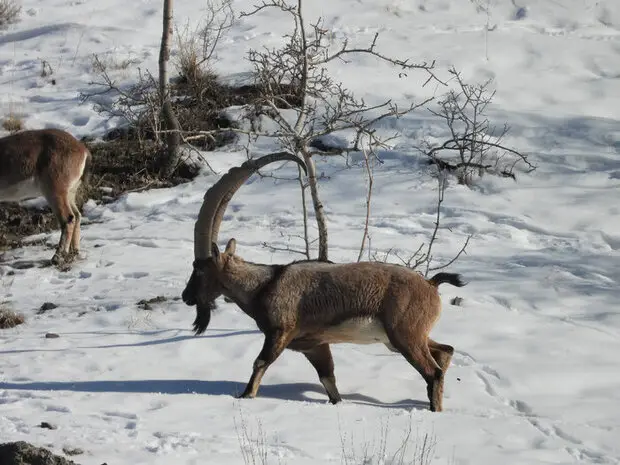 چرا حضور مردم در روزهای سرد، کلید نجات حیات وحش است؟