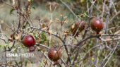 خشکسالی بی‌سابقه، نفس انار ملی ساوه را بریده است!