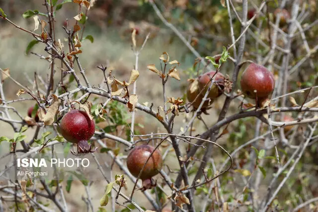 خشکسالی بی‌سابقه، نفس انار ملی ساوه را بریده است!