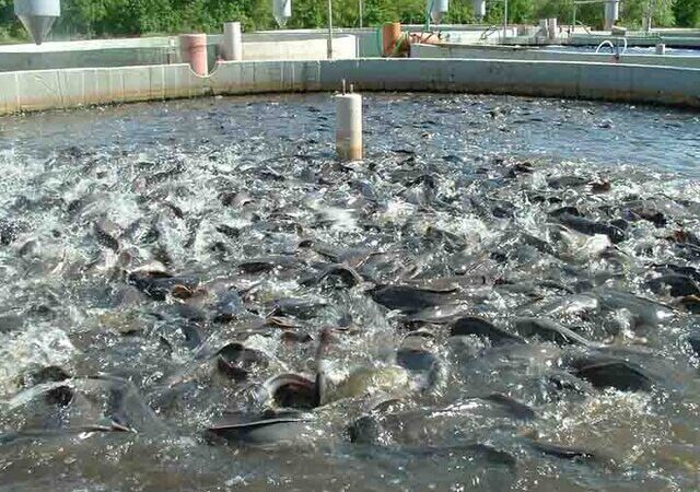 چهارمحال و بختیاری چگونه به قطب نوظهور صنعت شیلات ایران تبدیل شد؟