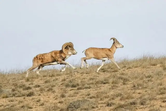 شورای‌عالی محیط زیست با ایجاد ۲ قرق اختصاصی در خراسان شمالی موافقت کرد؛ زیستگاه پلنگ ایرانی حفظ می‌شود!