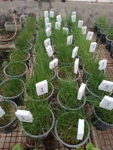 چطور گلخانه‌های دانشگاه شهید چمران، گیاهان مقاوم به خشکی خوزستان را کشف می‌کنند؟