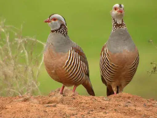 نجات معجزه‌آسا؛ دستگیری سوداگران کبک‌های وحشی در بهار!