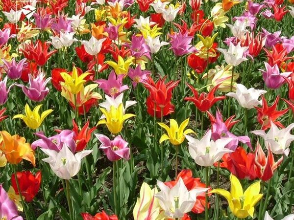 گیاهان آپارتمانی مقاوم در برابر سرما / عکس