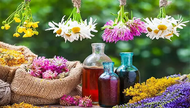 هدفگذاری کشت ۱۱ هزار و ۵۰۰ هکتار گیاهان دارویی در همدان