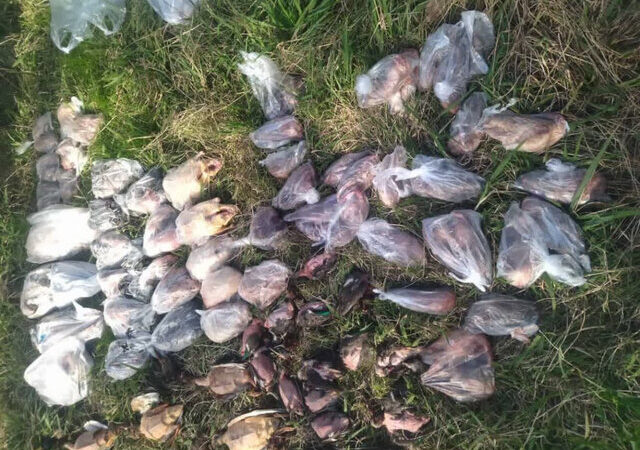 کشف ۹۴ لاشه پرنده از گونه‌های تحت حمایت حیات‌وحش در فریدونکنار