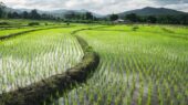 بحران کم‌آبی در بزرگترین تولیدکننده برنج جهان نمایان شد