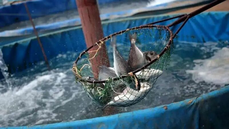 انقلابی در آبزی‌پروری تهران: تولید ۵۰ تن ماهی با نیم لیتر آب در پاکدشت!