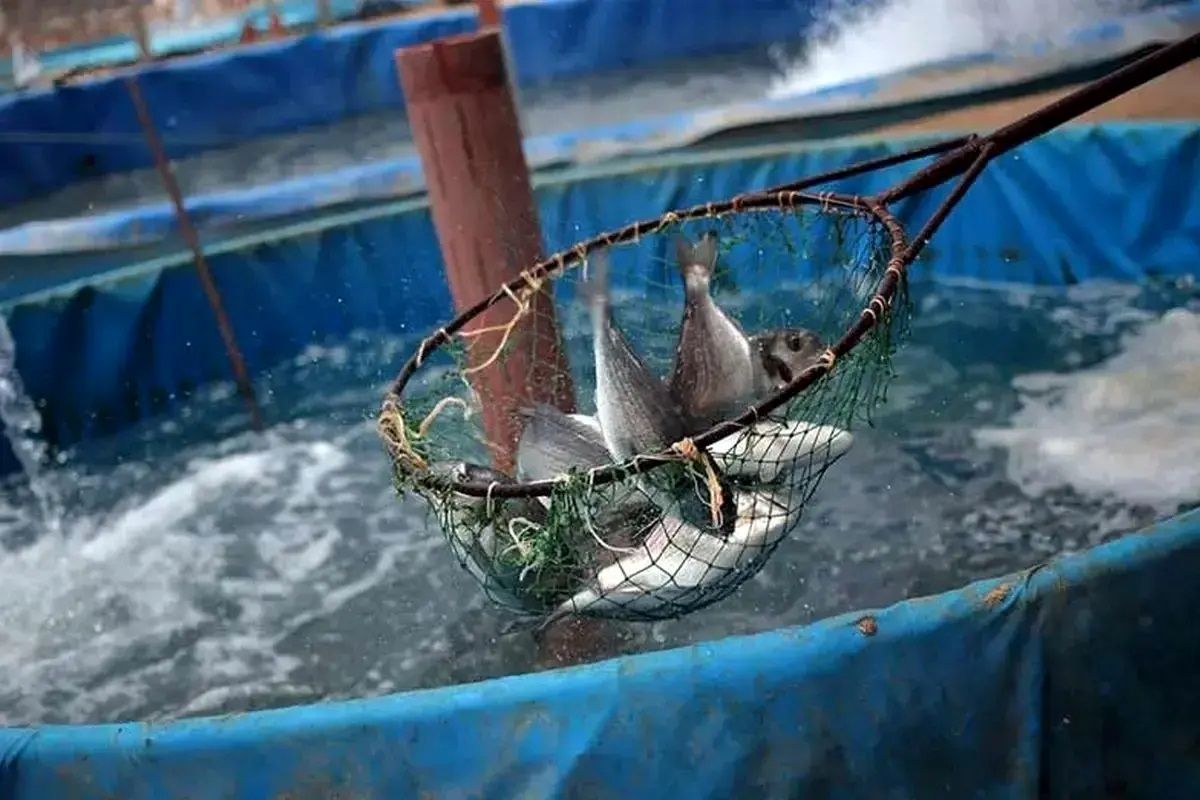 انقلابی در آبزی‌پروری تهران: تولید ۵۰ تن ماهی با نیم لیتر آب در پاکدشت!