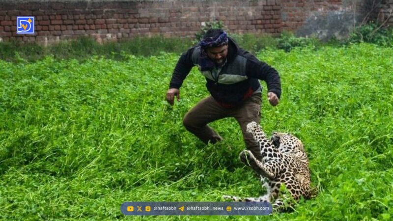 حمله پلنگ به 7 زن و مرد هندی + ویدیو