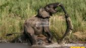 نبرد نفس‌گیر تمساح جوان و فیل کهنسال؛ کشمکشی مرگبار در دل حیات‌وحش!