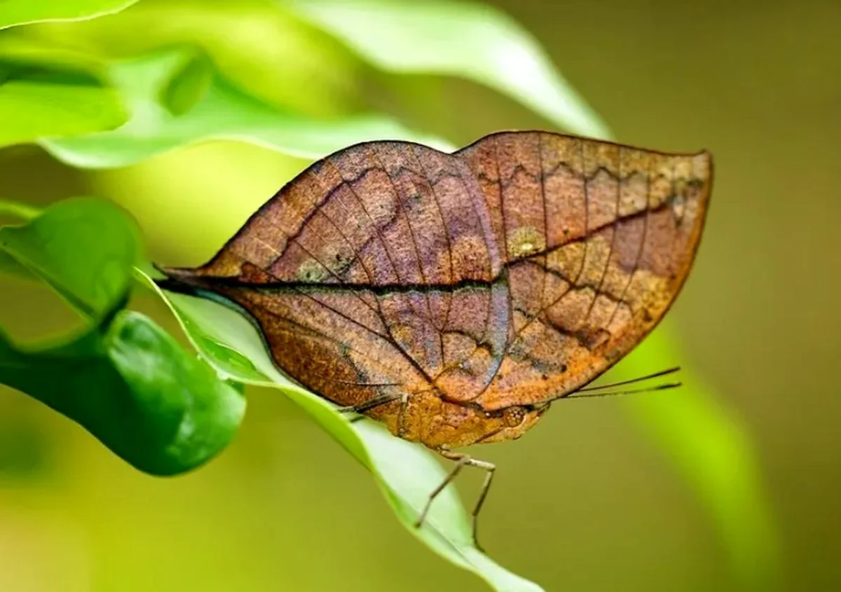 حشراتی که با استتار حیرت‌انگیز، شکارچیان را فریب می‌دهند!