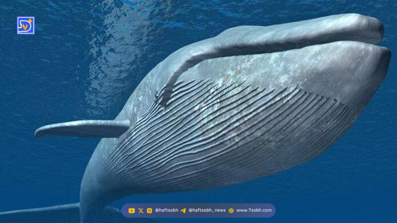 آیا واقعا انسانی توسط نهنگ بلعیده شده؟ واقعیتی که باور نمی‌کنید!