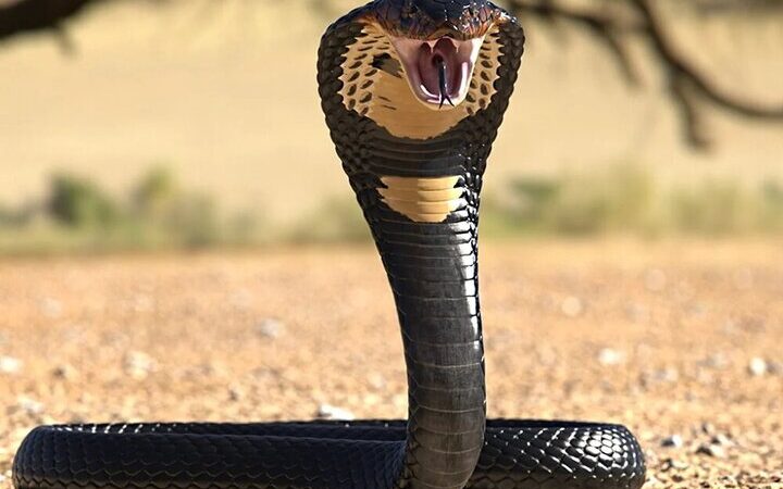 تماشای لحظه نادر تولد مار کبرا در دستان دختر جوان + ویدیو