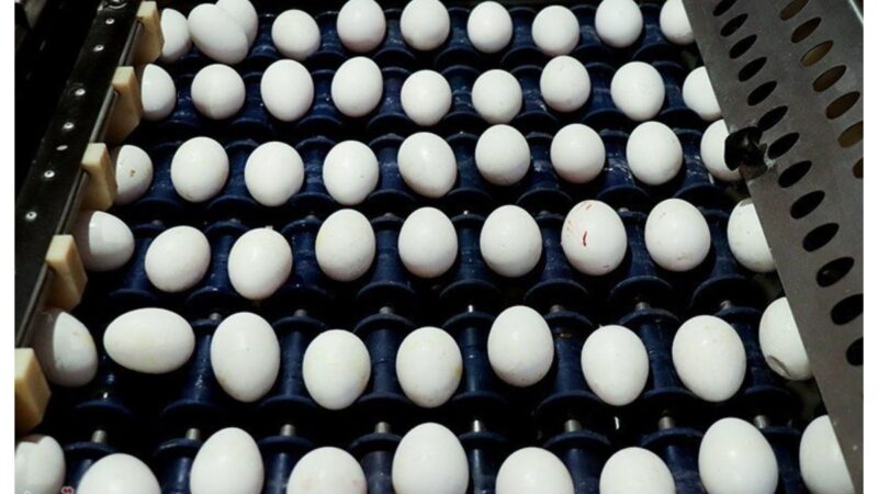 قیمت جدید تخم‌مرغ درب مرغداری مشخص شد؛ آیا بازار آرام می‌گیرد؟
