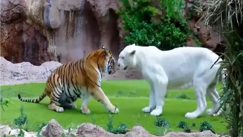 نبرد نفس‌گیر ببر و شیر سفید؛ حکمرانی در قلمرو وحش به کدام سو می‌رود؟