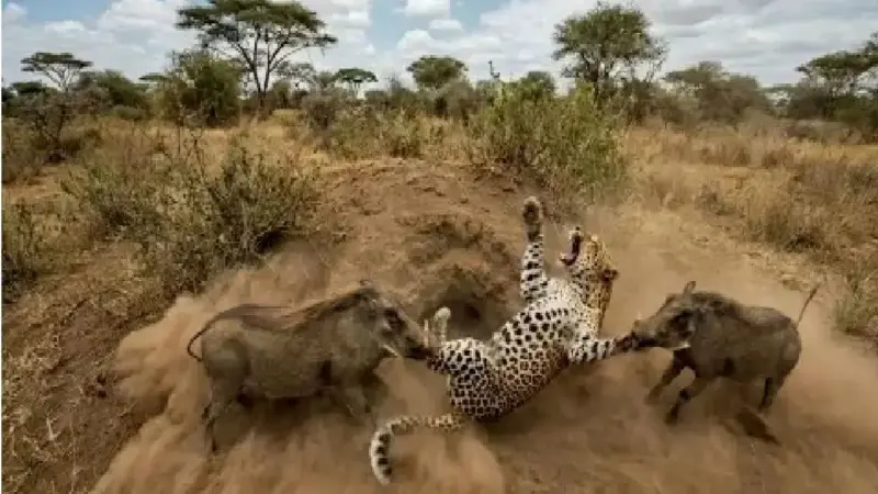 مستند حیات وحش؛ گرازها سزای پلنگ رو بهش میدن