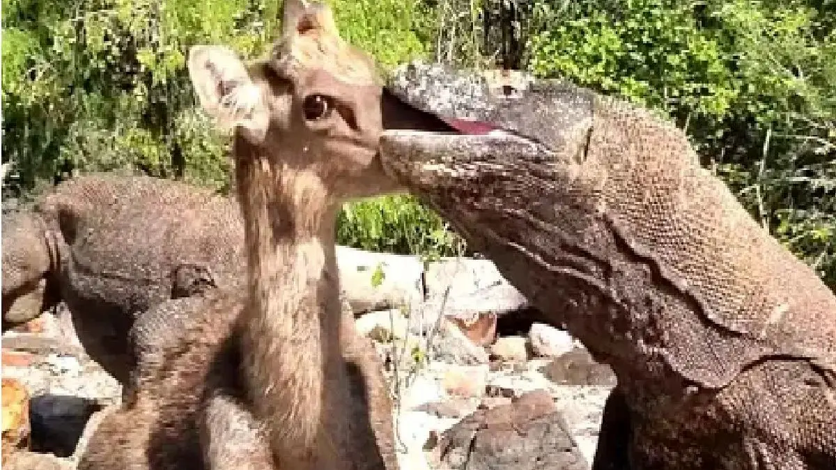 مستند حیات وحش؛ کومودو ازازیل آهوی مسلول رو حالی که جان دارد بلعید