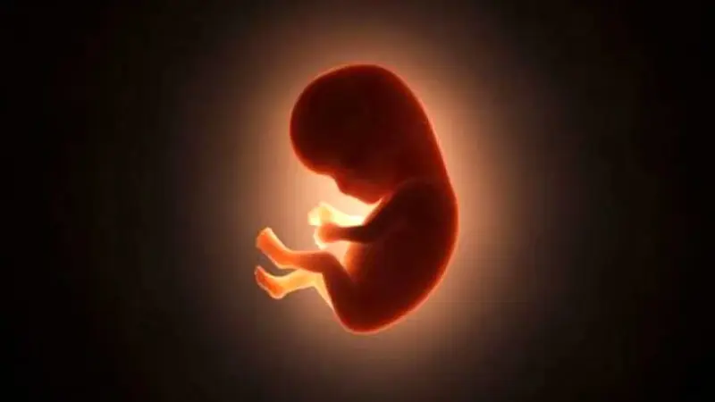 ساخت رحم مصنوعی؛ امید تازه برای نوزادان نارس که زندگی را دوباره آغاز می‌کنند!