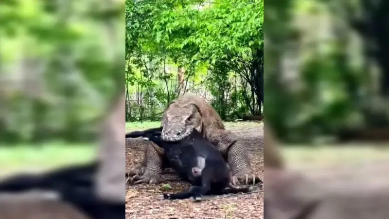 تماشای صحنه نادر بلعیده شدن بز کامل توسط اژدهای کومودو در دل طبیعت